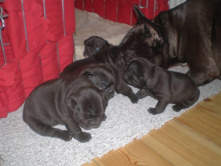 Fransk bulldog berta - mor vasker de små nye hvalpe billede 4