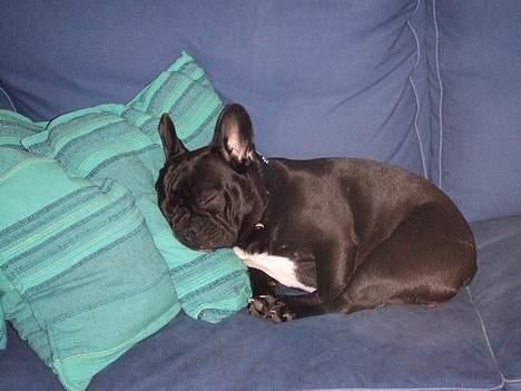 Fransk bulldog berta - men man kan også godt tage en lur uden mor, bare der er en pude billede 5