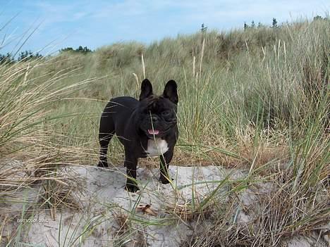 Fransk bulldog berta - Berta på stranden, sommeren 2005  billede 6