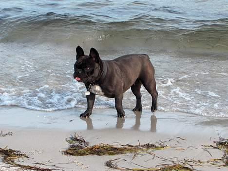 Fransk bulldog berta - Berta elsker nemlig at bade billede 7