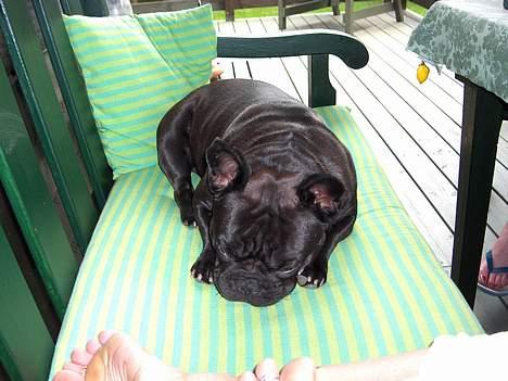 Fransk bulldog berta - og ligge i solen er også bare det bedste billede 8