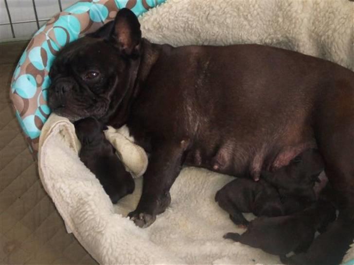 Fransk bulldog berta - Berta er lige blevet mor igen, D, 3 okt,07. 2 hanner og 3 tæver og de er skønne billede 9