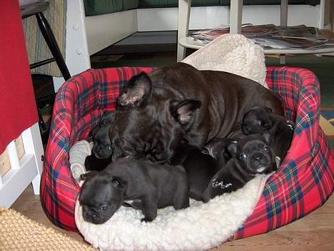 Fransk bulldog berta - mig og mine unger, der var mange at holde styr på, men det gik fint billede 10