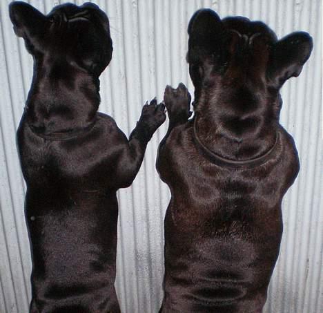 Fransk bulldog berta - vi prøver lige at se om vi kan kikke ud over altanen, billede 11