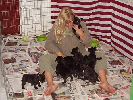 Fransk bulldog berta - her er det regnvejr, så vi er inde og lege billede 12