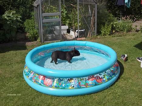 Fransk bulldog berta - nogle gange må man nøjes med et have bassin , billede 13