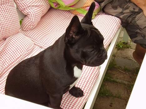Fransk bulldog berta - laurine i haven billede 14