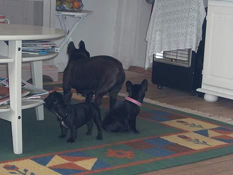 Fransk bulldog berta - berta med børn billede 15