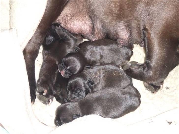 Fransk bulldog berta - mine skønne nye babyer billede 16