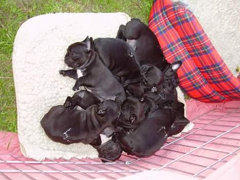 Fransk bulldog berta - en lur i solen  sammen billede 17