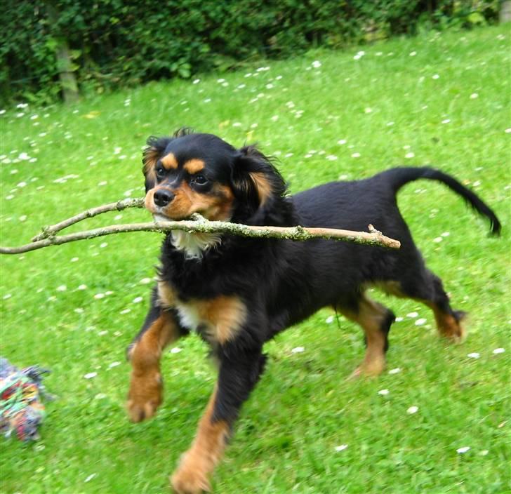 Cavalier king charles spaniel Trolle - Hvad? hvem sagde at pinden er alt for stor til lille mig? stærk som en okse XD billede 1