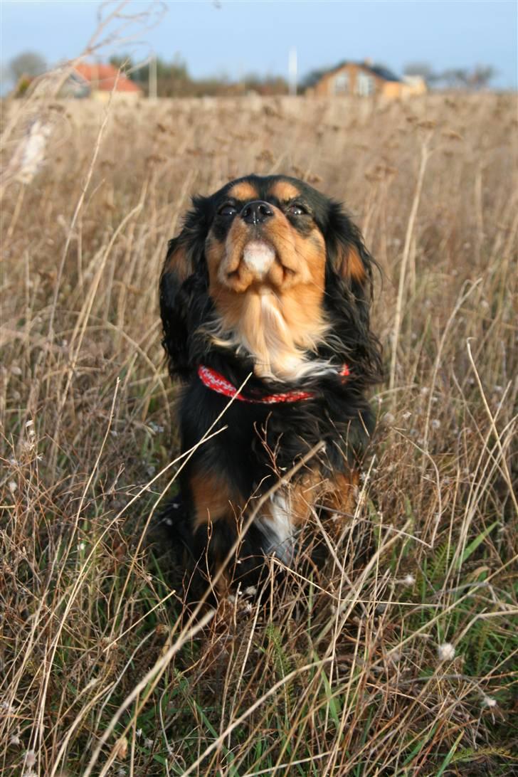 Cavalier king charles spaniel Trolle - Jeg kan nææææsten nå uden at flytte mig.. billede 2
