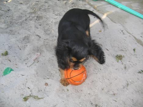 Cavalier king charles spaniel Trolle - haaaaps lille bold billede 3