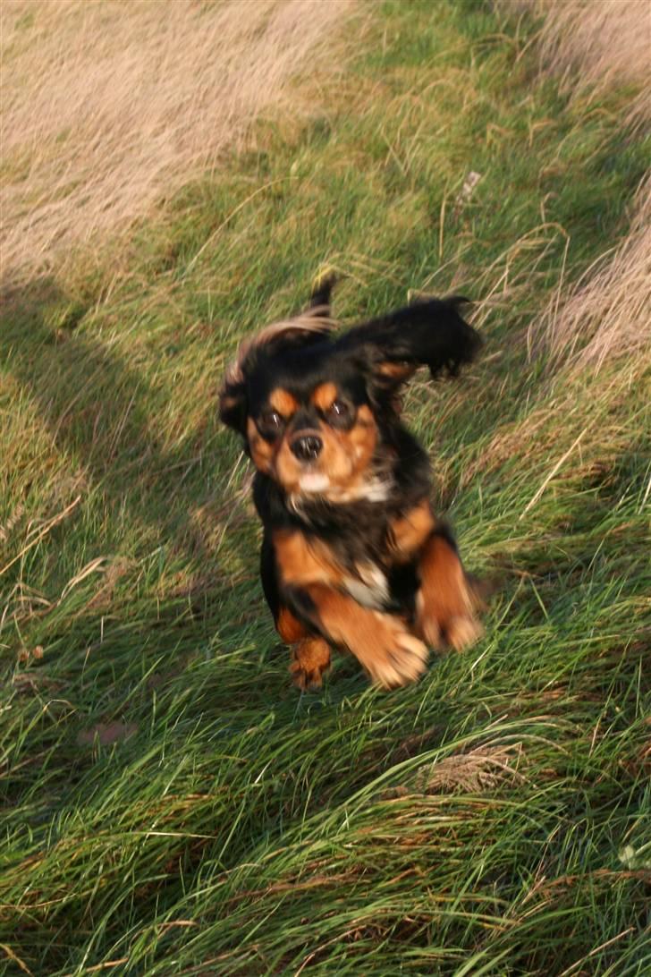 Cavalier king charles spaniel Trolle billede 4