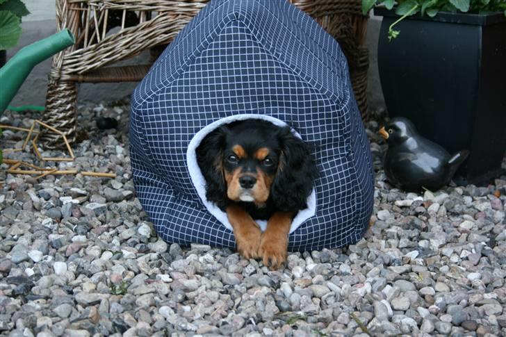 Cavalier king charles spaniel Trolle - Her bor jeg... i et katte hus XD billede 5