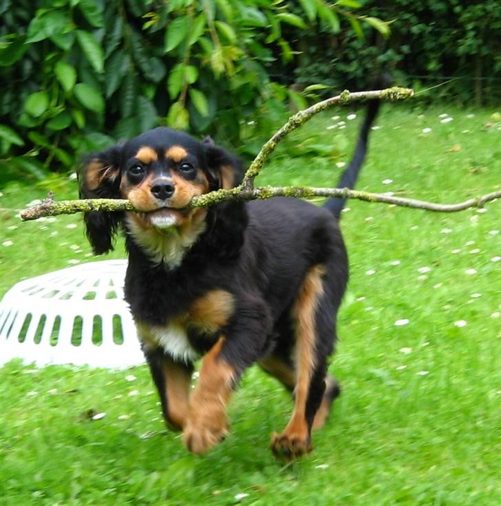 Cavalier king charles spaniel Trolle - Jeg har den, jeg har den! billede 6