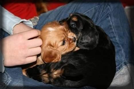 Cavalier king charles spaniel Trolle - Jeg passer på min lille søster billede 7