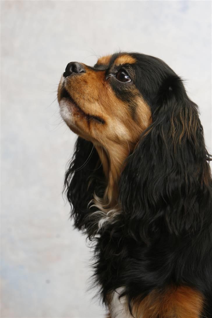 Cavalier king charles spaniel Trolle - hovde  billede 8