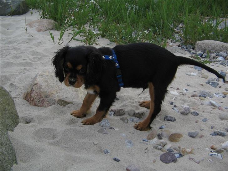 Cavalier king charles spaniel Trolle - GRRRRRR jeg er en farlig misse kat? billede 9