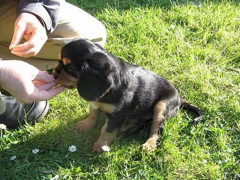 Cavalier king charles spaniel Trolle - der blev sagt sit... billede 10