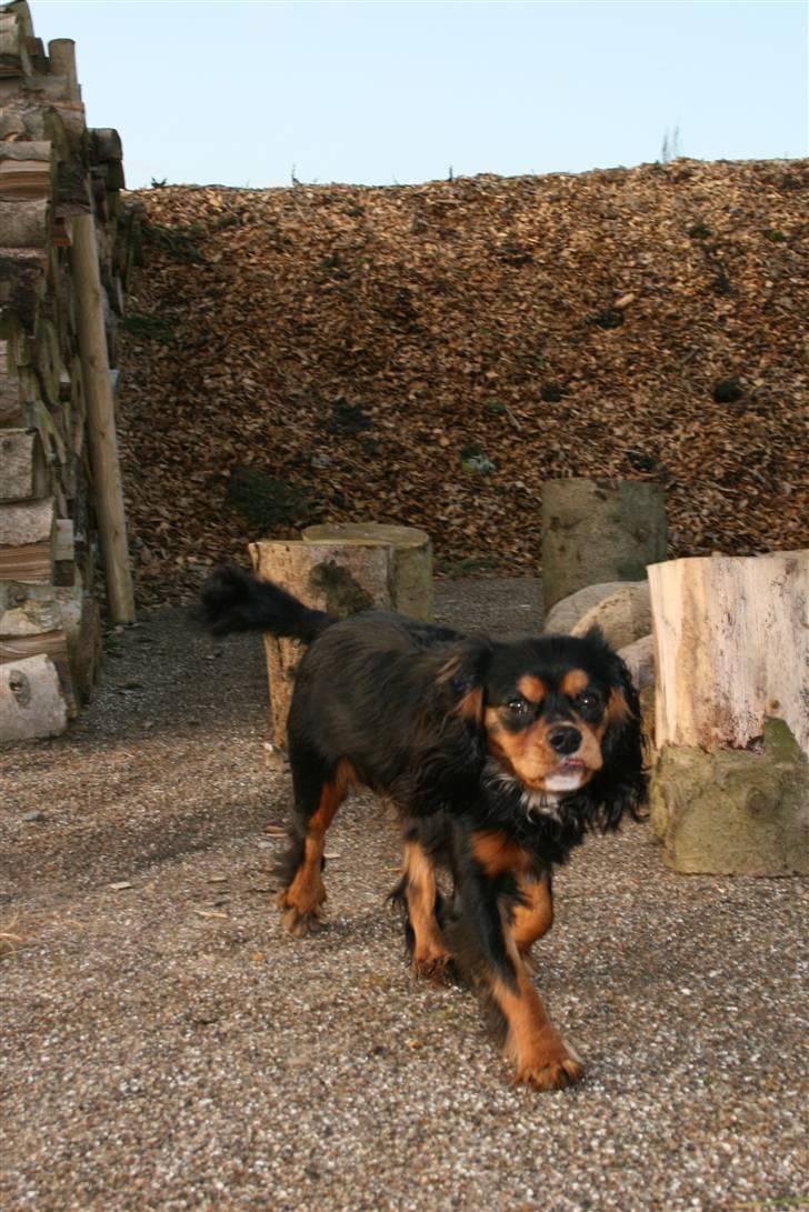 Cavalier king charles spaniel Trolle - Trolle på ferie billede 11