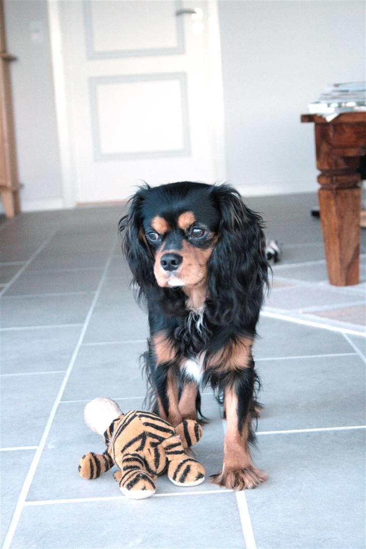 Cavalier king charles spaniel Trolle - tigeren er nedlagt billede 12