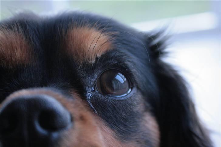 Cavalier king charles spaniel Trolle - hvad er det for en tingest billede 13