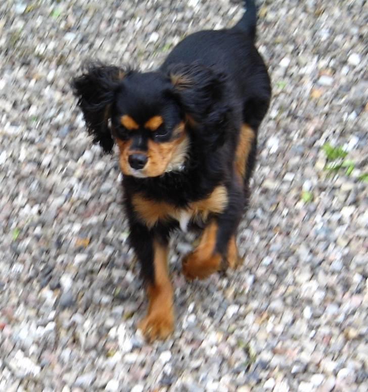 Cavalier king charles spaniel Trolle - Lyn hurtig som en farrari billede 14