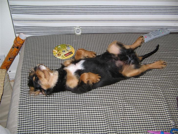 Cavalier king charles spaniel Trolle - Shhhhh jeg er død billede 15