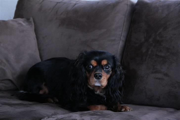 Cavalier king charles spaniel Trolle - Jeg er en sombi hund billede 16