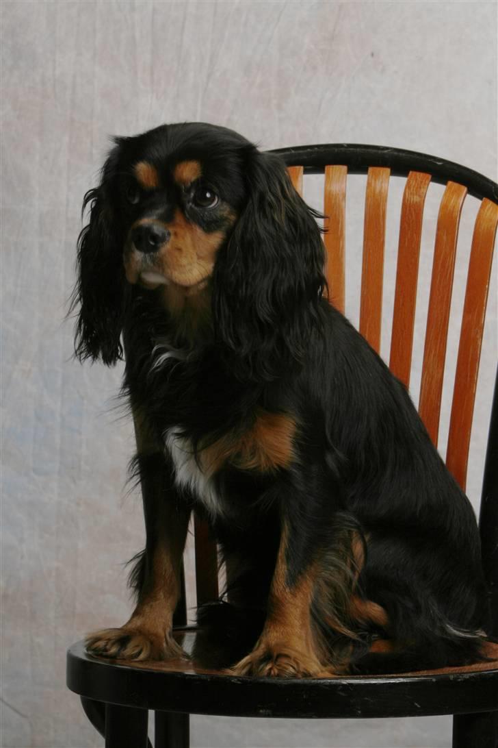 Cavalier king charles spaniel Trolle - i fuld figur billede 17