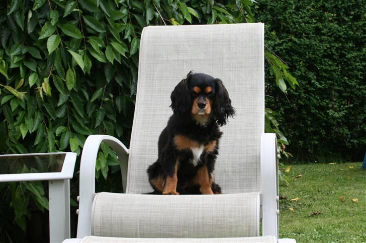 Cavalier king charles spaniel Trolle - Min stol billede 18