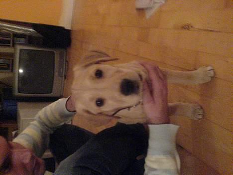 Golden retriever Molly billede 1