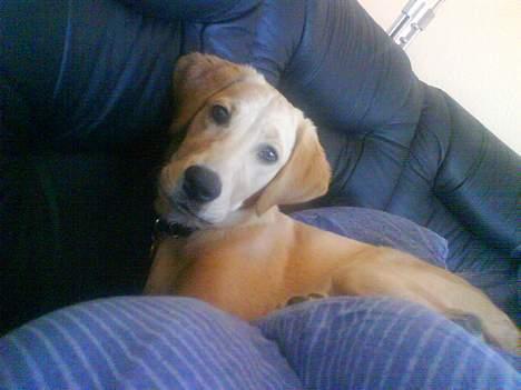 Golden retriever Molly billede 2