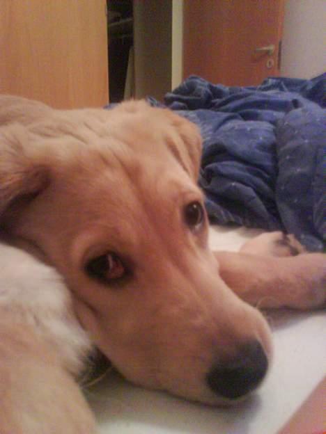 Golden retriever Molly billede 3