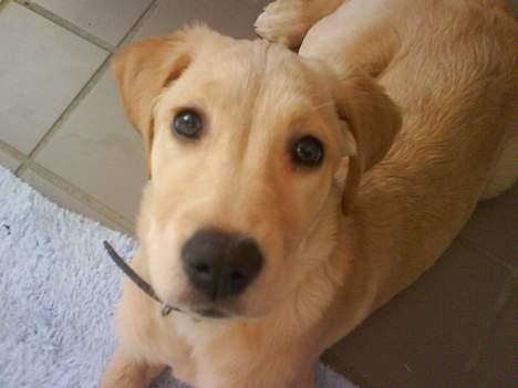 Golden retriever Molly billede 4