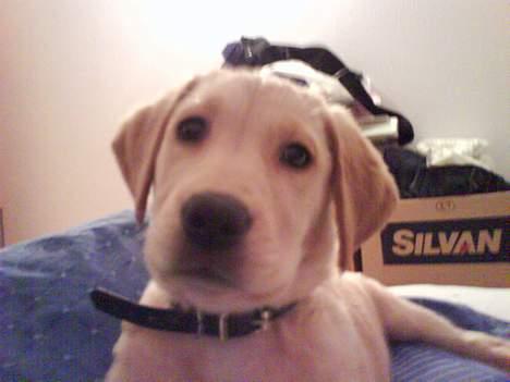 Golden retriever Molly billede 5