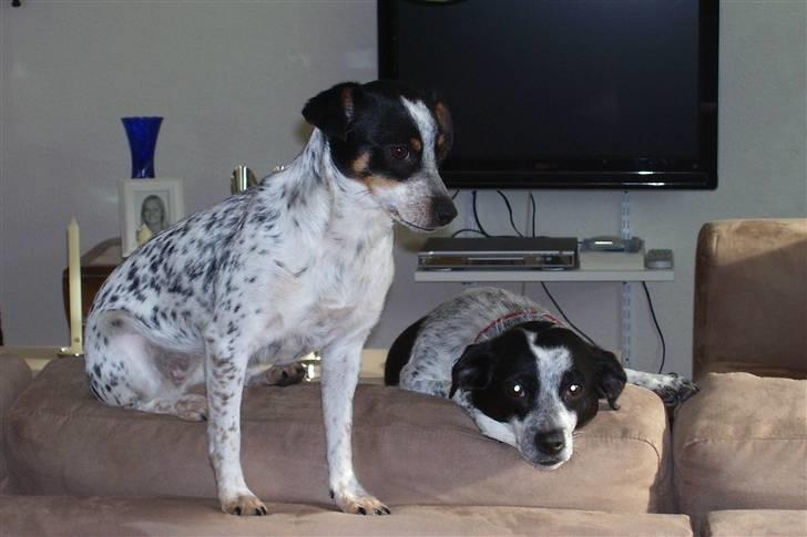 Dansk svensk gaardhund Kom-Tessa af AllerupNord - Rikke og mig billede 8