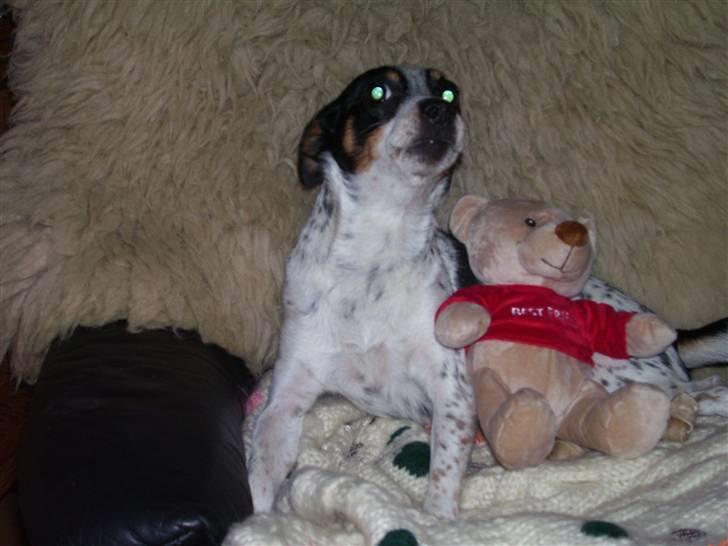 Dansk svensk gaardhund Kom-Tessa af AllerupNord - min nye bedste ven billede 9