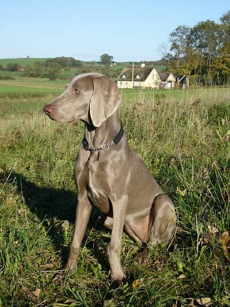 Weimaraner Sønderskovens Danaweim billede 10
