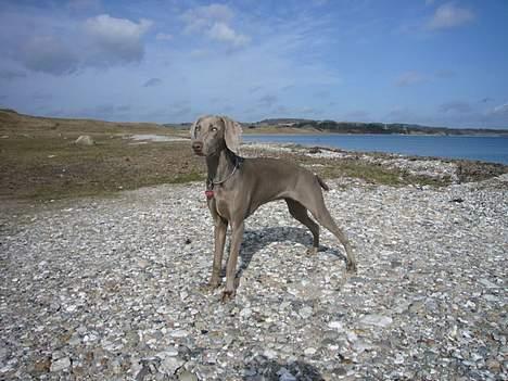 Weimaraner Sønderskovens Danaweim - Vaks på stranden, 10 md billede 11