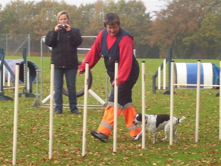 Dansk svensk gaardhund R.I.P.  Rikke - Siksak klarede Rikke fejlfrit billede 6