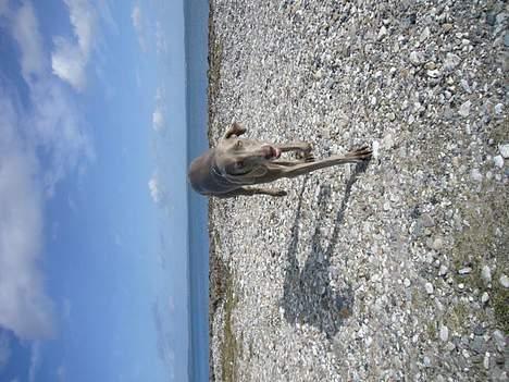 Weimaraner Sønderskovens Danaweim - Jeg tager mig lige en løbetur billede 12