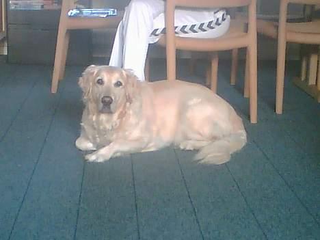 Golden retriever Jackie billede 2