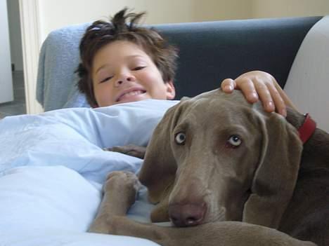 Weimaraner Sønderskovens Danaweim - Er jeg ikke heldig.. Jeg ved godt, at det ikke er helt lovligt billede 13