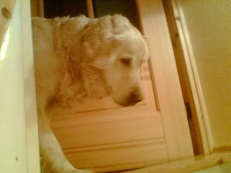 Golden retriever Jackie billede 3