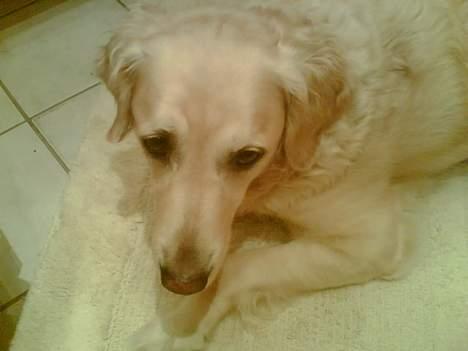 Golden retriever Jackie billede 4