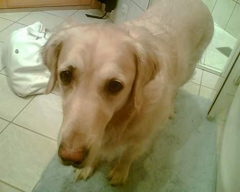 Golden retriever Jackie billede 5