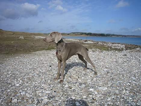 Weimaraner Sønderskovens Danaweim - Jeg er rigtig god til at stå på komando billede 14