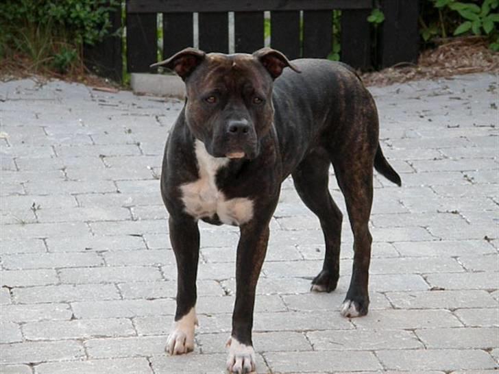 Amerikansk staffordshire terrier Beti - 1 år billede 1